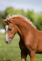 Te koop prachtig New Forest Pony hengstveulen, Hengst, 0 tot 2 jaar