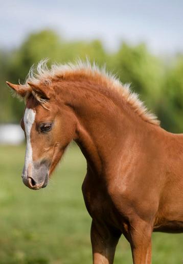Te koop prachtig New Forest Pony hengstveulen beschikbaar voor biedingen