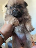 Pomeriaan kruising teven, Dieren en Toebehoren, 8 tot 15 weken, Teef, Meerdere, Nederland