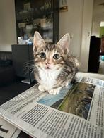 Half Bengaalse Kittens met Spots & Rozetten, Dieren en Toebehoren, Katten en Kittens | Overige Katten, Meerdere dieren, Kortharig