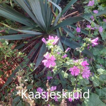 Kaasjeskruid beschikbaar voor biedingen