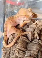 Wimpergekko Superdalmation inktspot baby, Hagedis