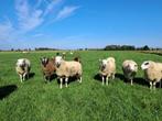 Swifter rammen, Dieren en Toebehoren, Mannelijk, Schaap