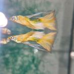 Full Gold Long ear+Ribbon Guppy 100% Raszuiver Guppen, Dieren en Toebehoren, Vissen | Aquariumvissen, Vis, Zoetwatervis, Schoolvis