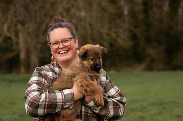 PUPPYCURSUS binnenlocatie Zutphen beschikbaar voor biedingen