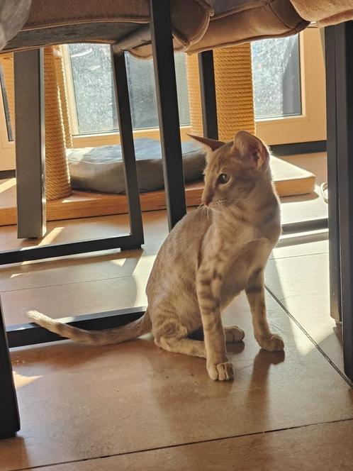 Oosters korthaar kitten, Dieren en Toebehoren, Katten en Kittens | Raskatten | Korthaar, Kater, 0 tot 2 jaar, Met stamboom, Gechipt