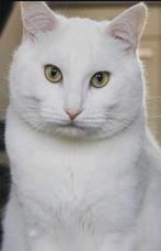 Britse korthaar x ragdoll gecastreerde kater, Dieren en Toebehoren
