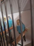 Grasparkieten van juni /juli, Meerdere dieren, Parkiet