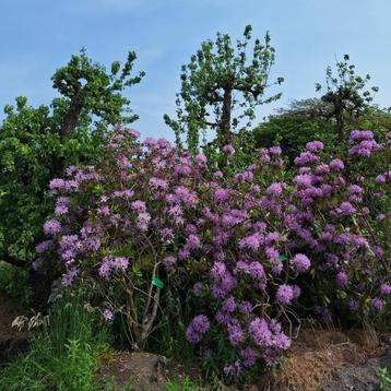 Rhododendrons sierboom haag tot 140 jaar oud beschikbaar voor biedingen