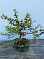 Bonsai Larix, leuk en oud boompje, Tuin en Terras, Planten | Bomen, Minder dan 100 cm, Overige soorten, Ophalen of Verzenden