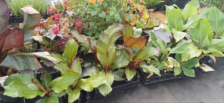 Palmen en bananen, Tuin en Terras, Planten | Tuinplanten, Overige soorten, Volle zon, Zomer, Ophalen