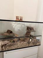 Hamsterterrarium + toebehoren (voer, snacks & speelgoed), Dieren en Toebehoren, Ophalen, Zo goed als nieuw, Verzorging