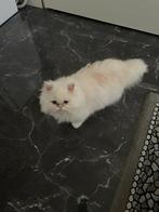 Schattige perzische katter., Kater, Langharig, 0 tot 2 jaar