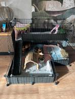 Luxe caviakooi met 2 cavia's en heel veel luxe spullen, Juni, Mannelijk, Cavia