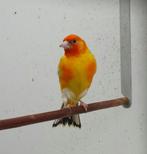 Putters Stieglitze Major in Gelb gesucht, Meerdere dieren, Wildzangvogel, Geringd