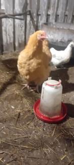 Prachtige orpington haan en hen, Dieren en Toebehoren, Pluimvee, Meerdere dieren, Kip
