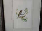 aquarel A.M.Lariby hofschilderes 2 vogels op tak., Antiek en Kunst, Kunst | Etsen en Gravures, Ophalen of Verzenden