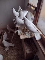 Sierduiven Gentse kroppers, Meerdere dieren, Kropper