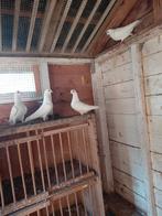 Witte sierduiven, Dieren en Toebehoren, Vogels | Duiven, Meerdere dieren, Overige soorten