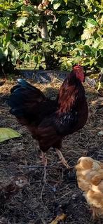 2 wyandotte kriel hanen, Dieren en Toebehoren, Mannelijk, Kip