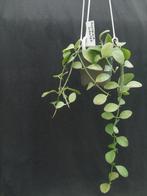 Dischidia oiantha, Overige soorten, In pot, Minder dan 100 cm, Bloeiende kamerplant