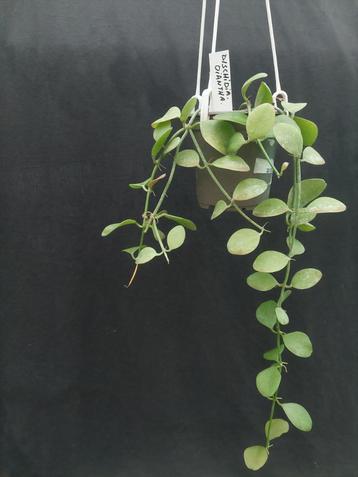 Dischidia oiantha beschikbaar voor biedingen