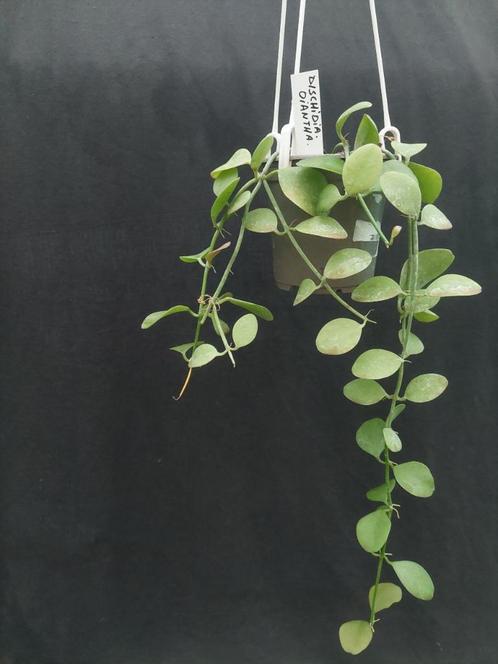 Dischidia oiantha, Huis en Inrichting, Kamerplanten, Overige soorten, Minder dan 100 cm, Bloeiende kamerplant, Halfschaduw, In pot