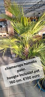 Chamerops humelis palm winterhard., 100 tot 250 cm, Zomer, Palmboom, Ophalen