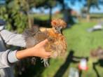 Zijdehoen USA - twee haantjes (wees snel), Dieren en Toebehoren, Pluimvee, Mannelijk, Kip