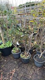 Magnolia susan dikke plant paars / roze bloemkomt nu in knop, Tuin en Terras, Planten | Tuinplanten, Vaste plant, Halfschaduw