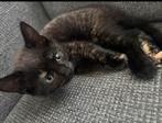 Kitten