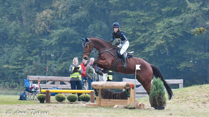 Stalling gezocht omgeving Hattem, Dieren en Toebehoren, Stalling en Weidegang