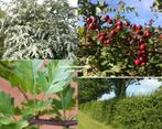 meidoorn haag (Crataegus monogyna), Tuin en Terras, Laurier, Ophalen