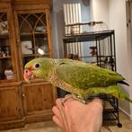 Wijnborst amazone, Dieren en Toebehoren, Vogels | Parkieten en Papegaaien, Mannelijk, Papegaai, Tam