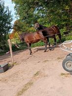 2 Verzorg paarden aangeboden geen klusjes wel les volgen, Dieren en Toebehoren, Stalling en Weidegang