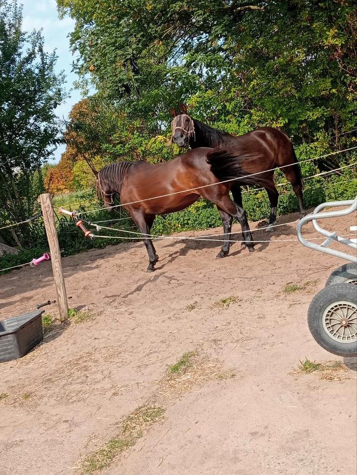 2 Verzorg paarden aangeboden geen klusjes wel les volgen, Dieren en Toebehoren, Stalling en Weidegang