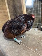 Trio Grubbe baardkrielen, Dieren en Toebehoren, Meerdere dieren, Kip