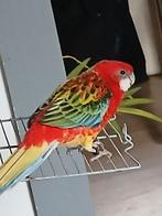 GEZOCHT PENNANT ROSELLA  omgeving Nijmegen, Dieren en Toebehoren, Meerdere dieren, Parkiet