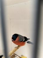 Noordse Goudvink man, Mannelijk, Wildzangvogel