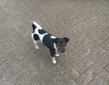 Een mooie jack russel dekreu  beschikbaar voor biedingen