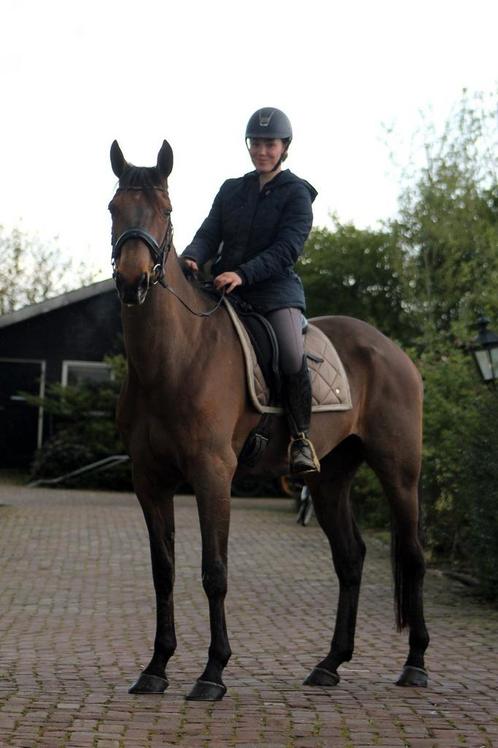 Vriendelijke grote ruin!, Dieren en Toebehoren, Paarden, Ruin, B, 165 tot 170 cm, 7 tot 10 jaar, Recreatiepaard, Gechipt, Ontwormd