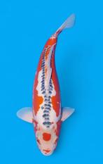 Sushui maruten super aantrekkelijke japanse koi doitsu, Dieren en Toebehoren, Karper of Koi