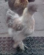 USA Zijdehoen, Dieren en Toebehoren, Mannelijk, Kip