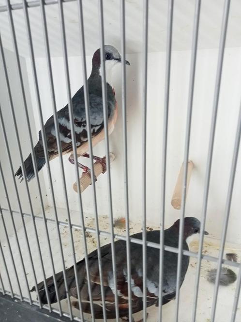 Koppel dolksteek duiven, Dieren en Toebehoren, Vogels | Overige Vogels, Meerdere dieren
