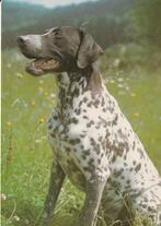 Kaart met Duitse Staande Korthaar, Verzenden, 1980 tot heden, Gelopen, Hond of Kat