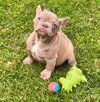 Franse bulldog pups, Dieren en Toebehoren, Parvo, België, 8 tot 15 weken, Bulldog
