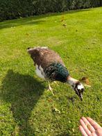 ** Zeer tamme jonge pauw ** haan waarschijnlijk., Dieren en Toebehoren, Pluimvee, Meerdere dieren, Overige soorten