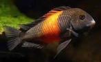 Tropheus moorii orange bemba L+ (ca 7/9cm) - Cichliden