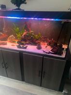 Aquarium, Ophalen of Verzenden, Zo goed als nieuw