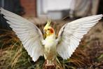 Opgezette valkparkiet taxidermy, Ophalen of Verzenden, Nieuw, Vogel, Opgezet dier